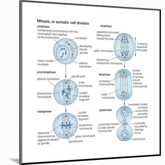 Mitosis, Somatic Cell Division, Biology-Encyclopaedia Britannica-Mounted Art Print
