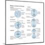 Mitosis, Somatic Cell Division, Biology-Encyclopaedia Britannica-Mounted Art Print