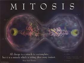 Mitosis-null-Lamina Framed Art Print