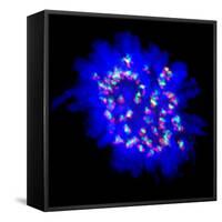 Mitosis-Dr. Paul Andrews-Framed Stretched Canvas