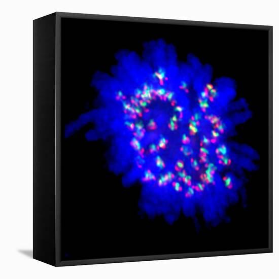 Mitosis-Dr. Paul Andrews-Framed Stretched Canvas