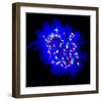 Mitosis-Dr. Paul Andrews-Framed Premium Photographic Print