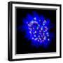 Mitosis-Dr. Paul Andrews-Framed Premium Photographic Print