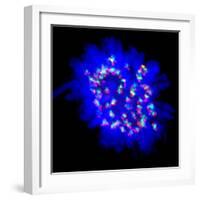 Mitosis-Dr. Paul Andrews-Framed Premium Photographic Print