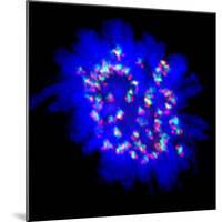 Mitosis-Dr. Paul Andrews-Mounted Premium Photographic Print