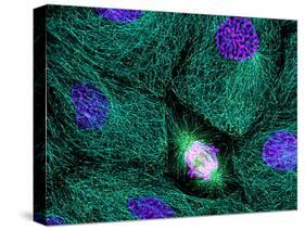 Mitosis-Dr. Torsten Wittmann-Stretched Canvas