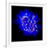 Mitosis-Dr. Paul Andrews-Framed Photographic Print