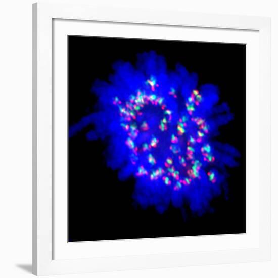 Mitosis-Dr. Paul Andrews-Framed Photographic Print