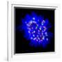 Mitosis-Dr. Paul Andrews-Framed Photographic Print