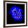 Mitosis-Dr. Paul Andrews-Framed Photographic Print