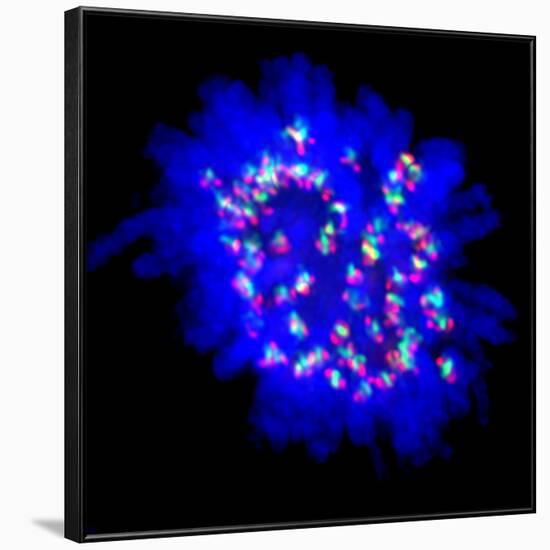 Mitosis-Dr. Paul Andrews-Framed Photographic Print