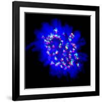 Mitosis-Dr. Paul Andrews-Framed Photographic Print