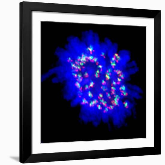 Mitosis-Dr. Paul Andrews-Framed Photographic Print