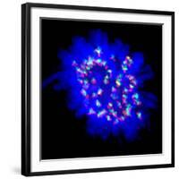 Mitosis-Dr. Paul Andrews-Framed Photographic Print