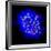 Mitosis-Dr. Paul Andrews-Framed Photographic Print