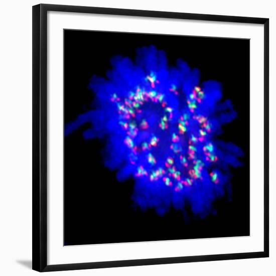 Mitosis-Dr. Paul Andrews-Framed Photographic Print