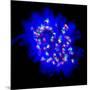 Mitosis-Dr. Paul Andrews-Mounted Photographic Print