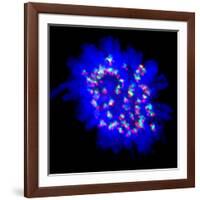 Mitosis-Dr. Paul Andrews-Framed Photographic Print