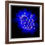 Mitosis-Dr. Paul Andrews-Framed Photographic Print