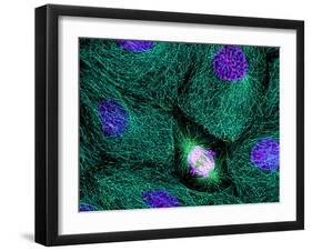 Mitosis-Dr. Torsten Wittmann-Framed Photographic Print