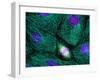 Mitosis-Dr. Torsten Wittmann-Framed Photographic Print