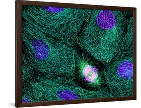 Mitosis-Dr. Torsten Wittmann-Framed Photographic Print