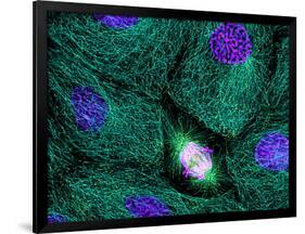 Mitosis-Dr. Torsten Wittmann-Framed Photographic Print