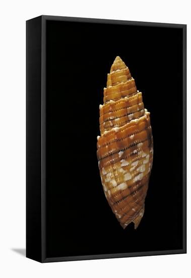 Mitra Puncticulata-Paul Starosta-Framed Stretched Canvas