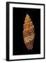 Mitra Puncticulata-Paul Starosta-Framed Photographic Print