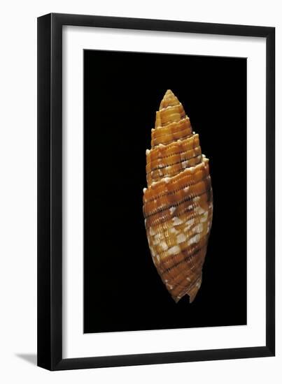 Mitra Puncticulata-Paul Starosta-Framed Photographic Print