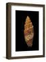 Mitra Puncticulata-Paul Starosta-Framed Photographic Print