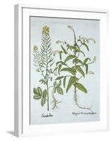 Mitre Cress and White Mustard, from 'Hortus Eystettensis', by Basil Besler (1561-1629), Pub. 1613 (-German School-Framed Giclee Print