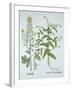 Mitre Cress and White Mustard, from 'Hortus Eystettensis', by Basil Besler (1561-1629), Pub. 1613 (-German School-Framed Giclee Print