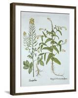 Mitre Cress and White Mustard, from 'Hortus Eystettensis', by Basil Besler (1561-1629), Pub. 1613 (-German School-Framed Giclee Print