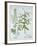 Mitre Cress and White Mustard, from 'Hortus Eystettensis', by Basil Besler (1561-1629), Pub. 1613 (-German School-Framed Giclee Print