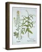 Mitre Cress and White Mustard, from 'Hortus Eystettensis', by Basil Besler (1561-1629), Pub. 1613 (-German School-Framed Giclee Print