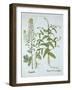 Mitre Cress and White Mustard, from 'Hortus Eystettensis', by Basil Besler (1561-1629), Pub. 1613 (-German School-Framed Giclee Print