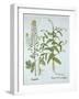 Mitre Cress and White Mustard, from 'Hortus Eystettensis', by Basil Besler (1561-1629), Pub. 1613 (-German School-Framed Giclee Print