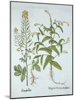 Mitre Cress and White Mustard, from 'Hortus Eystettensis', by Basil Besler (1561-1629), Pub. 1613 (-German School-Mounted Giclee Print