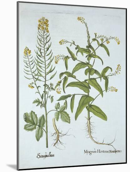 Mitre Cress and White Mustard, from 'Hortus Eystettensis', by Basil Besler (1561-1629), Pub. 1613 (-German School-Mounted Giclee Print