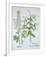 Mitre Cress and White Mustard, from 'Hortus Eystettensis', by Basil Besler (1561-1629), Pub. 1613 (-German School-Framed Giclee Print