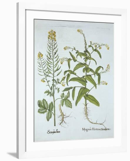 Mitre Cress and White Mustard, from 'Hortus Eystettensis', by Basil Besler (1561-1629), Pub. 1613 (-German School-Framed Giclee Print