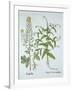 Mitre Cress and White Mustard, from 'Hortus Eystettensis', by Basil Besler (1561-1629), Pub. 1613 (-German School-Framed Giclee Print