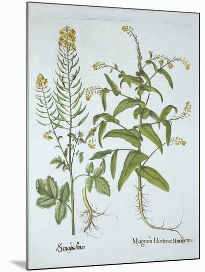 Mitre Cress and White Mustard, from 'Hortus Eystettensis', by Basil Besler (1561-1629), Pub. 1613 (-German School-Mounted Giclee Print