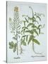 Mitre Cress and White Mustard, from 'Hortus Eystettensis', by Basil Besler (1561-1629), Pub. 1613 (-German School-Stretched Canvas