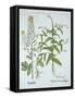 Mitre Cress and White Mustard, from 'Hortus Eystettensis', by Basil Besler (1561-1629), Pub. 1613 (-German School-Framed Stretched Canvas