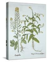 Mitre Cress and White Mustard, from 'Hortus Eystettensis', by Basil Besler (1561-1629), Pub. 1613 (-German School-Stretched Canvas