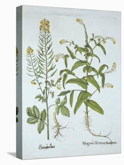 Mitre Cress and White Mustard, from 'Hortus Eystettensis', by Basil Besler (1561-1629), Pub. 1613 (-German School-Stretched Canvas