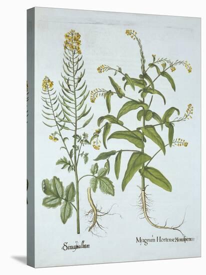 Mitre Cress and White Mustard, from 'Hortus Eystettensis', by Basil Besler (1561-1629), Pub. 1613 (-German School-Stretched Canvas
