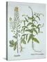 Mitre Cress and White Mustard, from 'Hortus Eystettensis', by Basil Besler (1561-1629), Pub. 1613 (-German School-Stretched Canvas